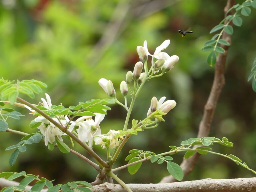 Moringa Health Benefits and Its Side Effects